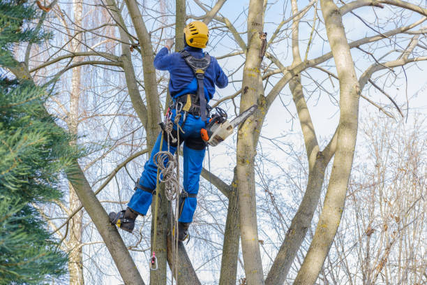 Tree and Shrub Care in Sisters, OR